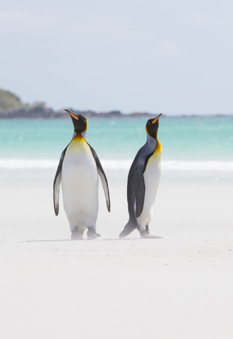 King Penguins, Portrait, Volunteer Point, Falkland Islands