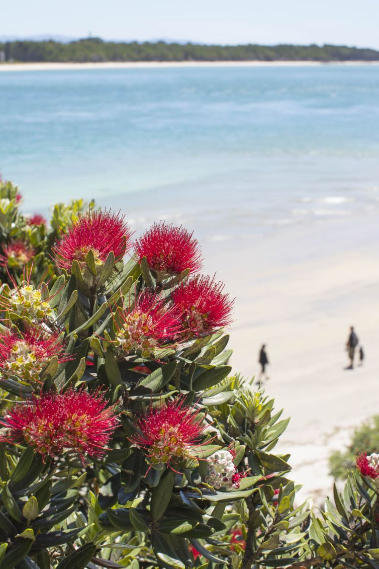 Pohutukawa Trees and Guests - Tauranga, New Zealand