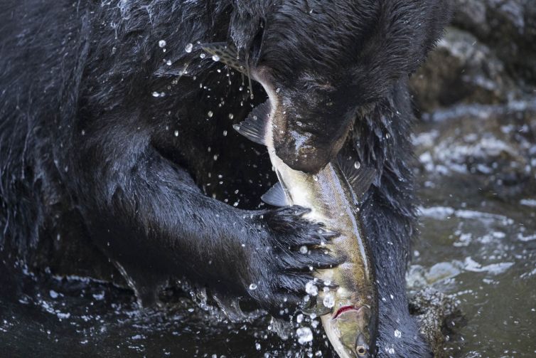 Black Bear with Salmon - Anan Creek, Alaska