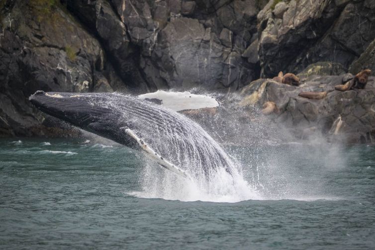 Breaching Humpback Whale - Inian Islands, Alaska