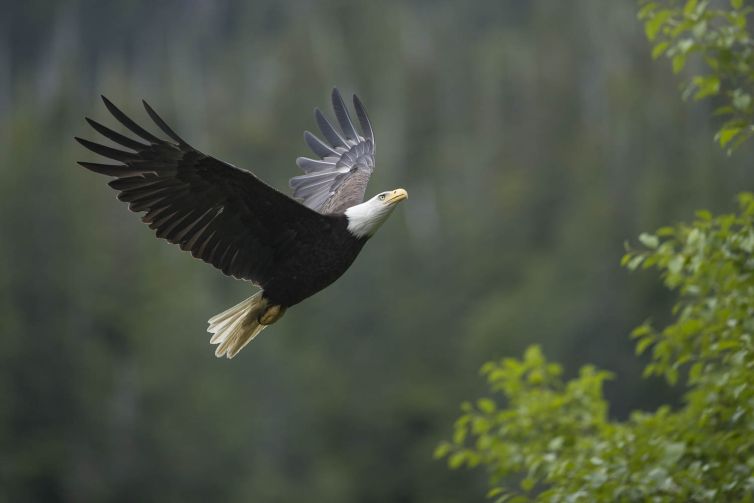 Bald Eagle - Alaska