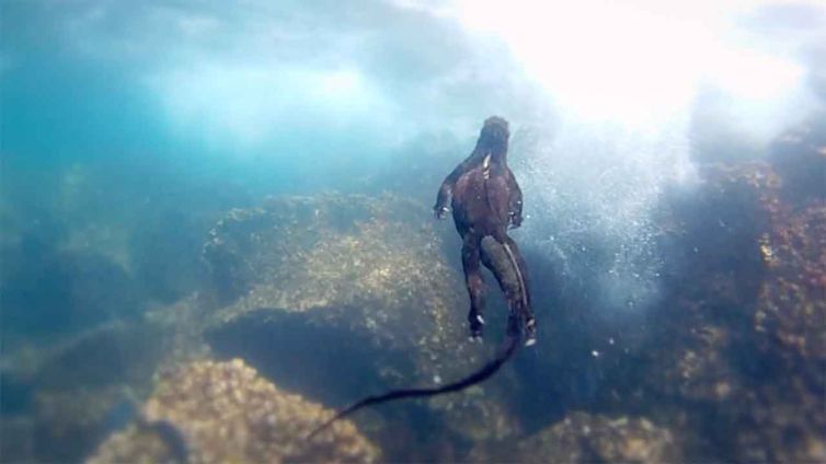 Wild Galápagos