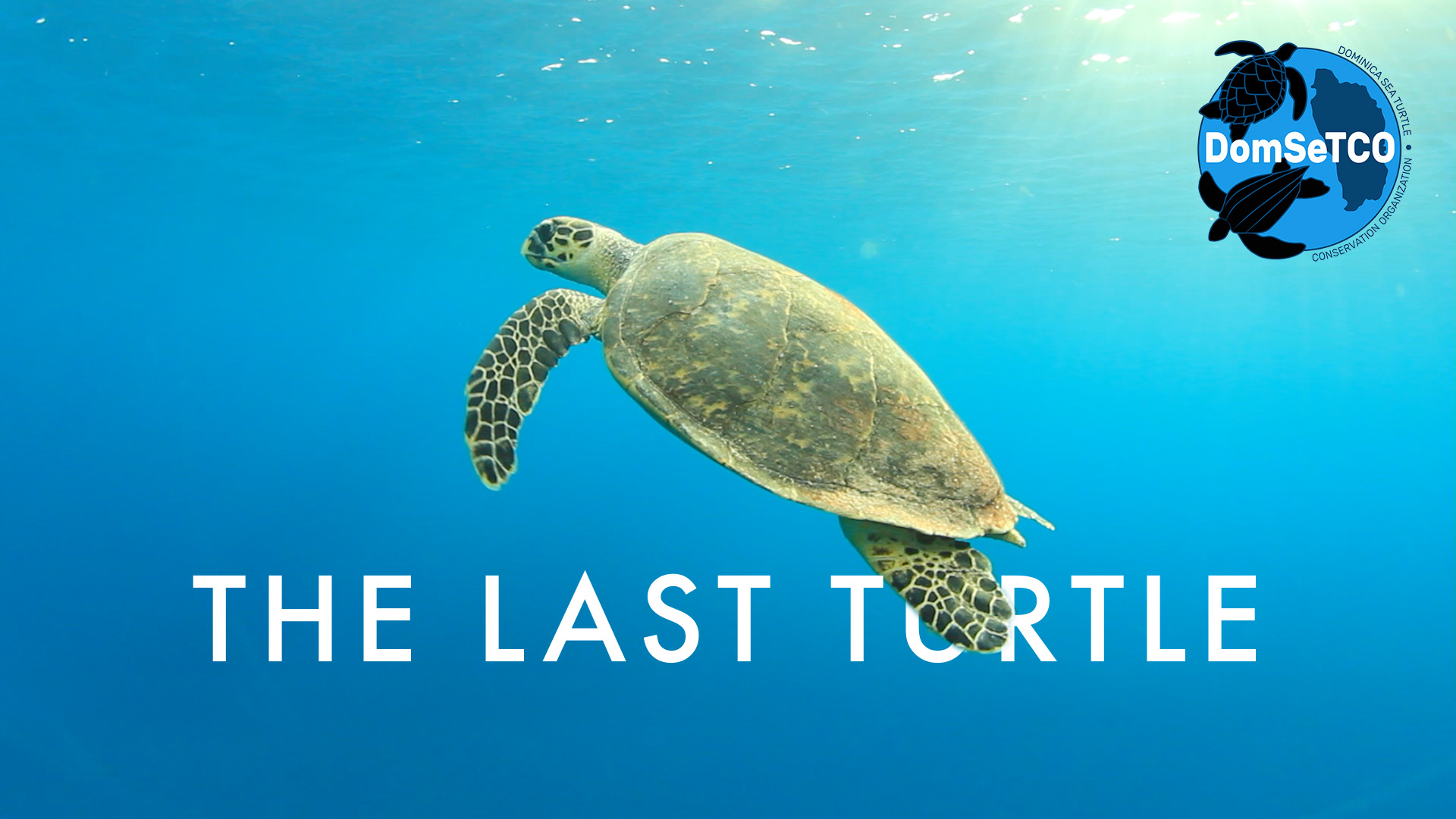 Last turtle. Hurricane Turtle Echoes. Destination - Hurricane Turtle.